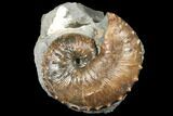 Fossil (Hoploscaphites) Ammonite - South Dakota #129525-1
